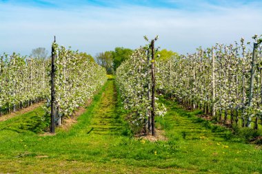 Bahar mevsiminde çiçek açan elma ağaçları güneşli bir günde tarım bahçelerinde sıralanır, Betuwe, Hollanda