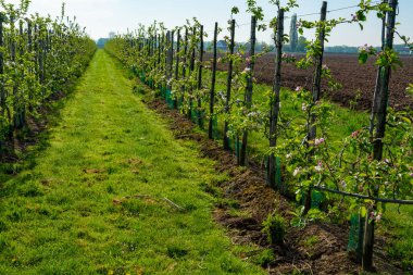 Bahar mevsiminde çiçek açan elma ağaçları güneşli bir günde tarım bahçelerinde sıralanır, Betuwe, Hollanda