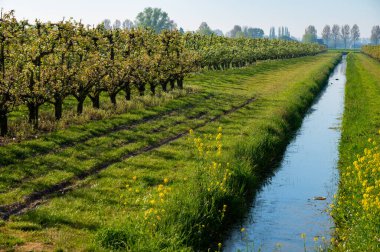 Eski erik veya armut ağaçlarıyla sıralanmış, baharda beyaz çiçek açan tarla bahçelerinde, Betuwe, Hollanda