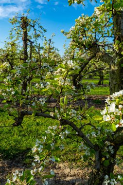 Eski erik veya armut ağaçlarıyla sıralanmış, baharda beyaz çiçek açan tarla bahçelerinde, Betuwe, Hollanda