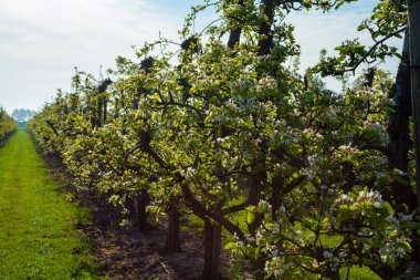 Eski erik veya armut ağaçlarıyla sıralanmış, baharda beyaz çiçek açan tarla bahçelerinde, Betuwe, Hollanda