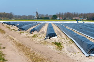 Baharda plastik filmlerle kaplı beyaz kuşkonmaz tarlaları, yeni hasat geliyor.
