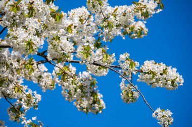 Baharda mavi gökyüzü arkaplanıyla beyaz kiraz ağacı çiçek açar.