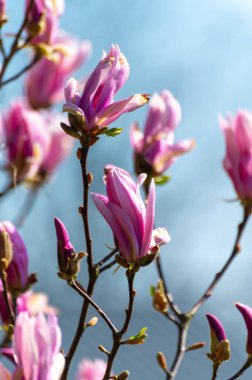 Pembe manolya ağaçlarının çiçek açtığı çiçek arkaplanı.