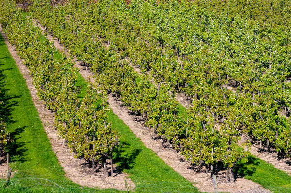 Eski erik veya armut ağaçlarıyla sıralanmış, baharda beyaz çiçek açan tarla bahçelerinde, Betuwe, Hollanda