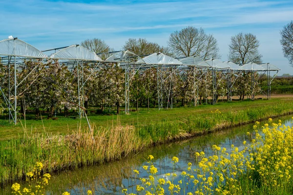 荷兰Gelderland的Betuwe 春天的自然景观 阳光普照 油菜花盛开 — 图库照片