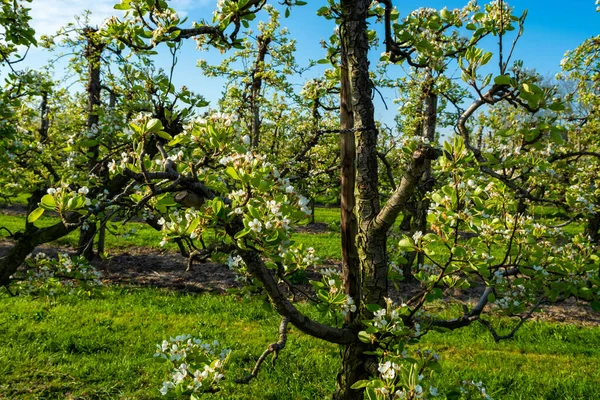 Rader Med Gamla Plommon Eller Päronfruktträd Med Vit Blomma Våren — Stockfoto