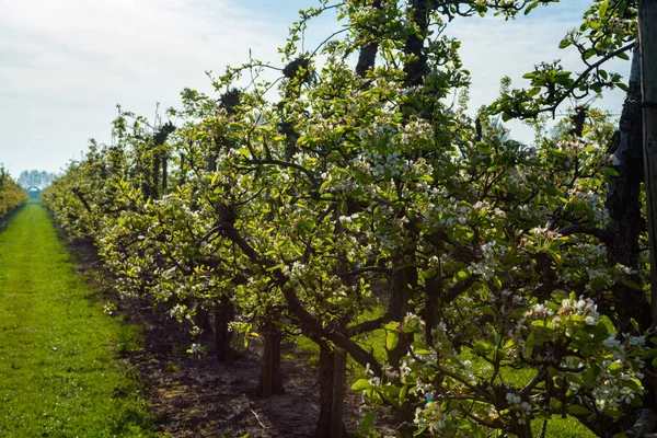 Eski erik veya armut ağaçlarıyla sıralanmış, baharda beyaz çiçek açan tarla bahçelerinde, Betuwe, Hollanda