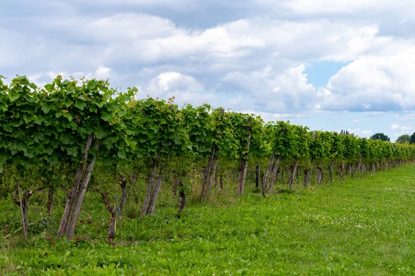 Horário Verão Vinha Holandesa Uvas Jovens Vinho Verde Penduradas Maduras — Fotografia de Stock