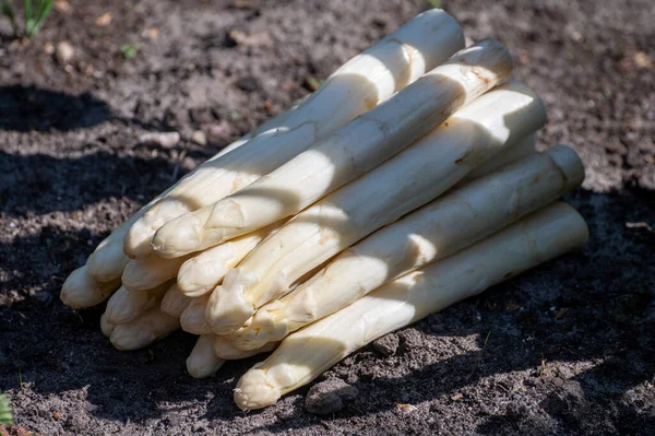 New Harvest High Quality Big Dutch Washed White Asparagus Vegetables — Stock Photo, Image