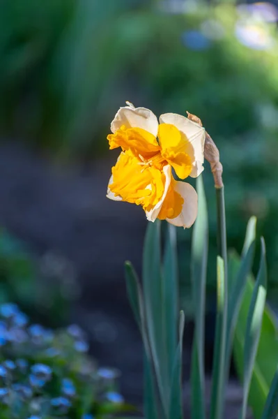 Spring Garden Blossom Big Yellow White Daffodils Close — Stock Photo, Image