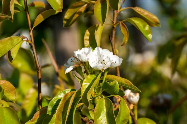 果樹園の梅や梨の木の春の白い花 閉じる — ストック写真