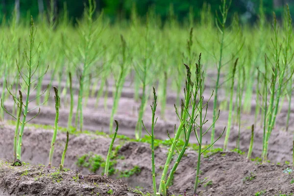 Ciclo Crescimento Início Verão Planta Espargos Brancos Desenvolvimento Samambaias — Fotografia de Stock
