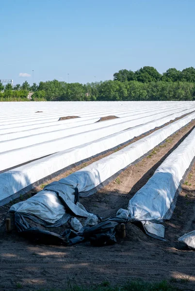 Campo Espárragos Blancos Con Filas Cubiertas Con Película Plástico Blanco — Foto de Stock