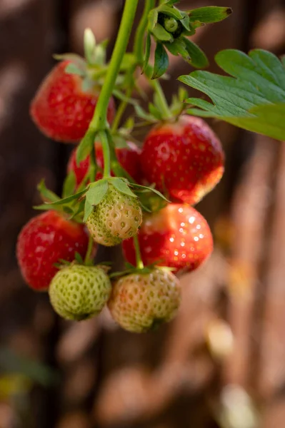 Süße Reife Rote Erdbeere Hängt Pflanze Garten Aus Nächster Nähe — Stockfoto