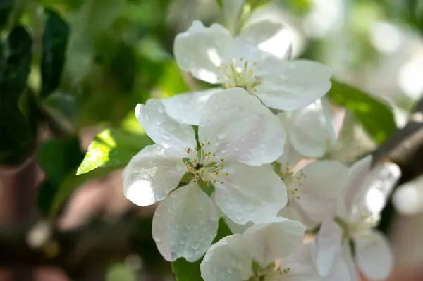 晴れた日にはリンゴの木の白い花が閉じます — ストック写真