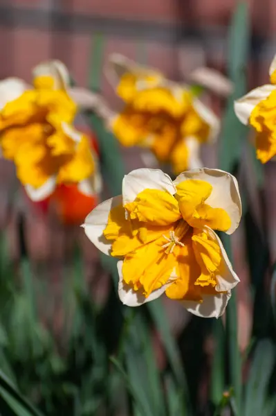 Frühling Ist Garten Blüte Großer Gelb Weißer Narzissen Aus Nächster — Stockfoto