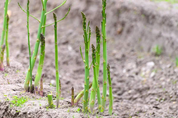 Frühsommerlicher Wachstumszyklus Der Weißen Spargelpflanze Farnentwicklung — Stockfoto