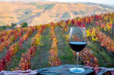Douro Vadisi 'nde üretilen bir bardak Portekiz kırmızı şarap ve sonbaharda arka planda renkli eski üzüm bağları, Portekiz' in şarap bölgesi.