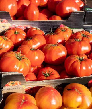 Fransız salata domatesleri, Provence, Fransa 'da pazar yerinde yeni hasatlı büyük aile yadigarı domatesler.