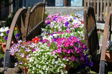 Şehir tasarımı yaz çiçekleri sokaklarda süsleme, petunya çiçeklerinin renkli çiçekleri güneşli bir günde