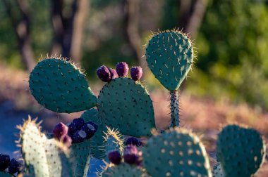 Dikenli armut ya da olgunlaşmış tatlı meyvelerle gün ışığında hasat etmeye hazır.
