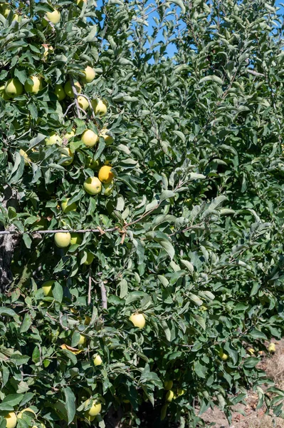 Huertos Frutales Francia Manzanos Con Frutos Verdes Maduros Listos Para —  Fotos de Stock