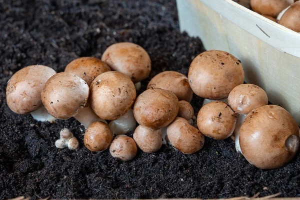 Brown Champignons Funghi Che Crescono Grotte Sotterranee Kanne Belgio Vicino — Foto Stock