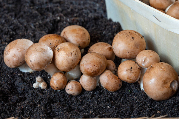 Brown champignons mushrooms growing in underground caves in Kanne, Belgium, close up