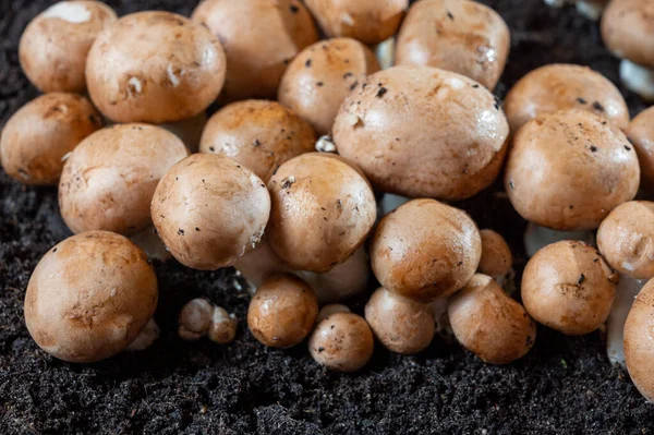 Brązowe Grzyby Champignons Rosnące Podziemnych Jaskiniach Kanne Belgia Zbliżenie — Zdjęcie stockowe