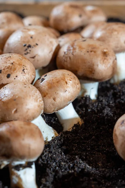 Brązowe Grzyby Champignons Rosnące Podziemnych Jaskiniach Kanne Belgia Zbliżenie — Zdjęcie stockowe