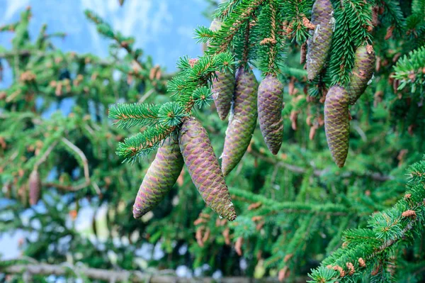 Árvore Abeto Evergreen Com Cones Fecham Montanhas Alpes Francesas Fundo — Fotografia de Stock