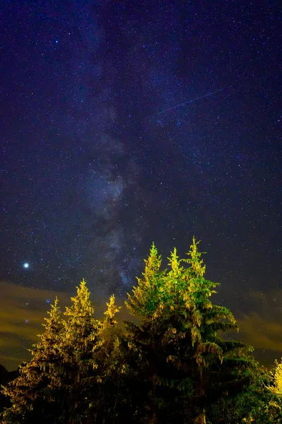 Вечнозеленые Ели Конусами Вершины Французских Альп Звездное Небо Ночью Заднем — стоковое фото