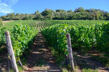 Fransa 'nın Jura bölgesindeki tepelerde bulunan yeşil üzüm bağları hasat ve hasat için hazır, kırmızı, beyaz ve özel Jaune şarabı, geç güneş ışığı