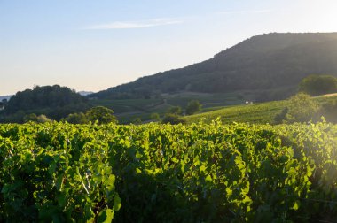 Fransa 'nın Jura bölgesindeki tepelerde bulunan yeşil üzüm bağları hasat ve hasat için hazır, kırmızı, beyaz ve özel Jaune şarabı, geç güneş ışığı