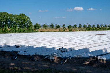 Güneşli bir günde beyaz plastik filmlerle kaplı beyaz kuşkonmaz tarlası.