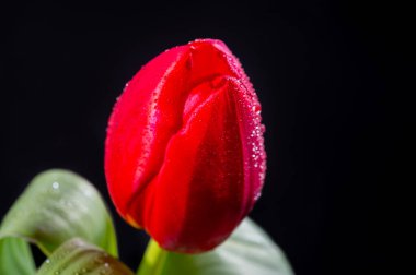 Büyük kırmızı Hollanda kaçış lale çiçeği siyah arkaplanı kapatın