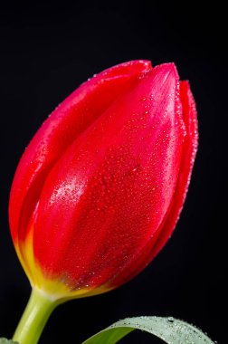 Büyük kırmızı Hollanda kaçış lale çiçeği siyah arkaplanı kapatın