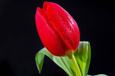 Büyük kırmızı Hollanda kaçış lale çiçeği siyah arkaplanı kapatın