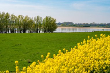 Bahar doğası, güneşli bir günde Hollanda, Gelderland, Betuwe 'de sarı kolza tohumu bitkileriyle doludur.