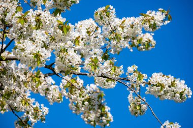 Baharda mavi gökyüzü arkaplanıyla beyaz kiraz ağacı çiçek açar.