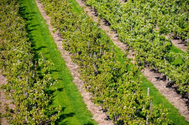 Eski erik veya armut ağaçlarıyla sıralanmış, baharda beyaz çiçek açan tarla bahçelerinde, Betuwe, Hollanda
