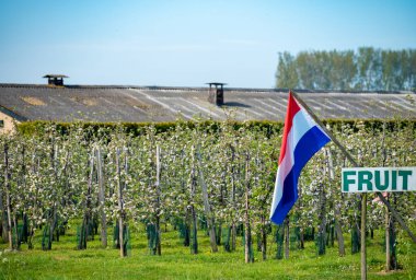 Hollanda 'da bahar mevsimi Betuwe, Hollanda bayrağı ve çiçek açan meyve bahçesi elma, armut, kiraz ve armut ağaçları