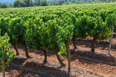 AOC Luberon dağlarının bağları Apt yakınlarında kırmızı kil toprak, Vaucluse, Provence, Fransa 'da yetişen eski üzüm gövdeleri ile. Kırmızı veya gül şarabı üzümü hasat etmeye hazır..
