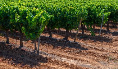 AOC Luberon dağlarının bağları Apt yakınlarında kırmızı kil toprak, Vaucluse, Provence, Fransa 'da yetişen eski üzüm gövdeleri ile. Kırmızı veya gül şarabı üzümü hasat etmeye hazır..