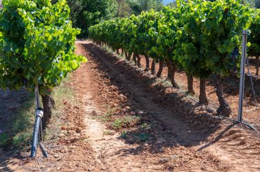 AOC Luberon dağlarının bağları Apt yakınlarında kırmızı kil toprak, Vaucluse, Provence, Fransa 'da yetişen eski üzüm gövdeleri ile. Kırmızı veya gül şarabı üzümü hasat etmeye hazır..