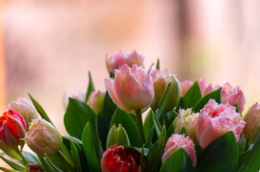 Limonlu bahar buketi. Pembe bahçe laleleri yakın.