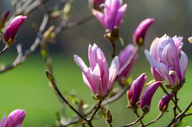 Pembe manolya ağaçlarının çiçek açtığı çiçek arkaplanı.