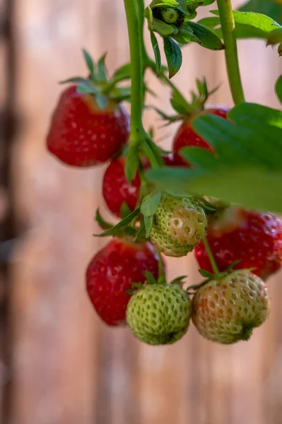 Süße Reife Rote Erdbeere Hängt Pflanze Garten Aus Nächster Nähe — Stockfoto