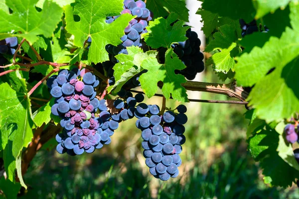 Vinhedos Verdes Localizados Nas Colinas Região Francesa Jura Pinot Noir — Fotografia de Stock